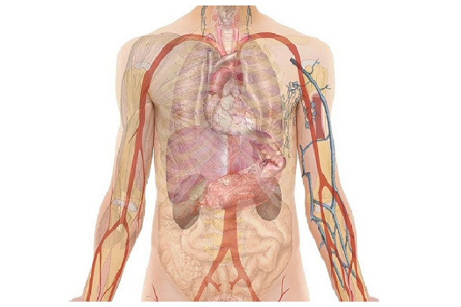Spleen