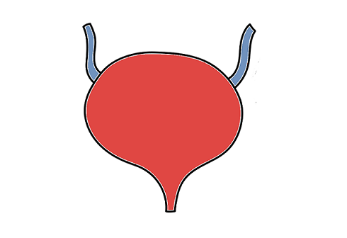 Bladder