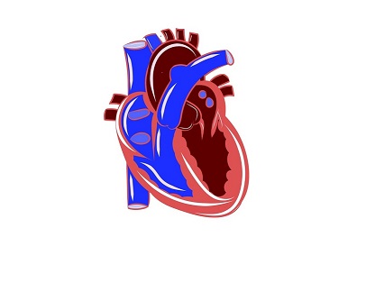 Heart