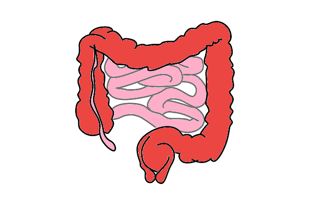 Large Intestine