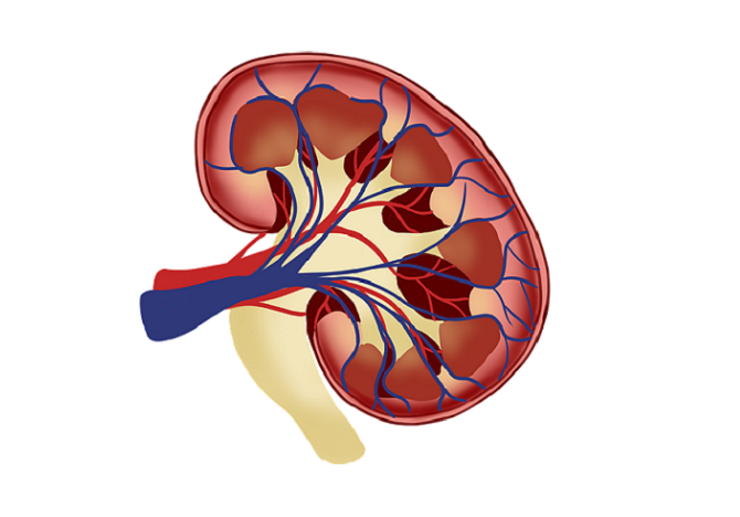 Kidney