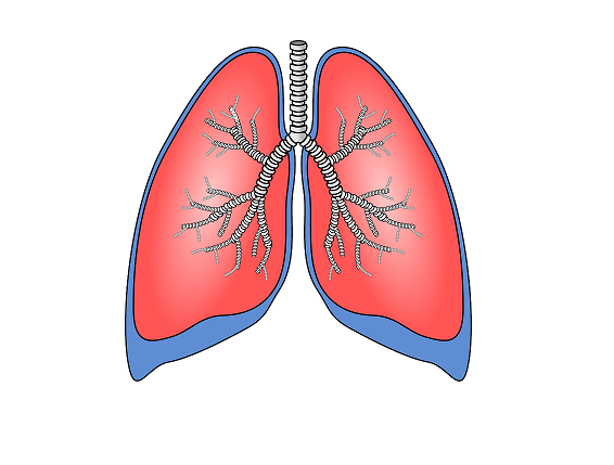 lungs